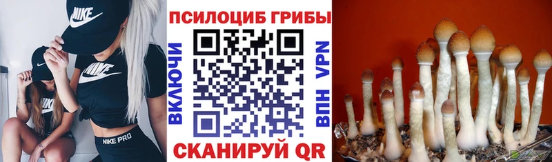 Галлюциногенные грибы Psilocybe  Купить  Щёлково 